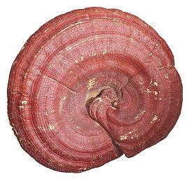 《蔷薇的夜宴2 蓝玉石》steam发售 肉鸽卡组构筑新游